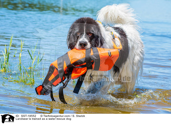 Landseer is trained as a water rescue dog / SST-18552
