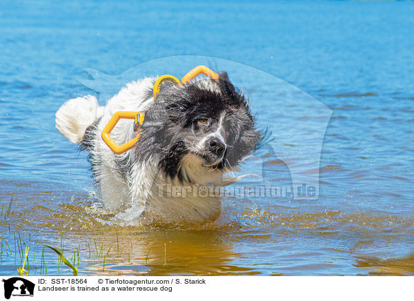 Landseer is trained as a water rescue dog / SST-18564