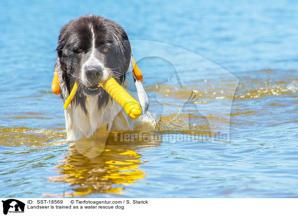 Landseer is trained as a water rescue dog / SST-18569