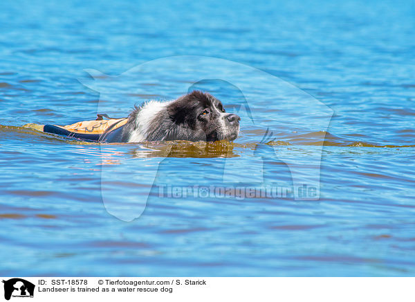 Landseer is trained as a water rescue dog / SST-18578