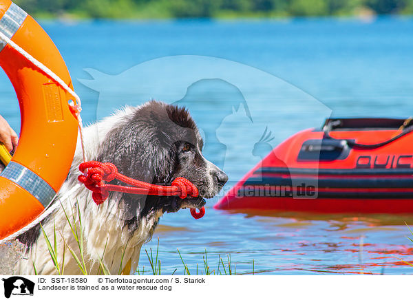 Landseer is trained as a water rescue dog / SST-18580