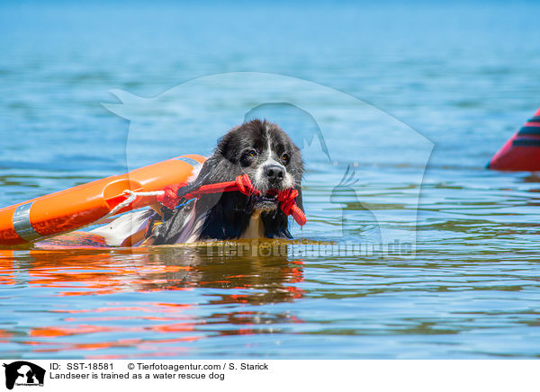 Landseer is trained as a water rescue dog / SST-18581