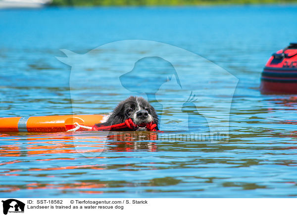 Landseer is trained as a water rescue dog / SST-18582