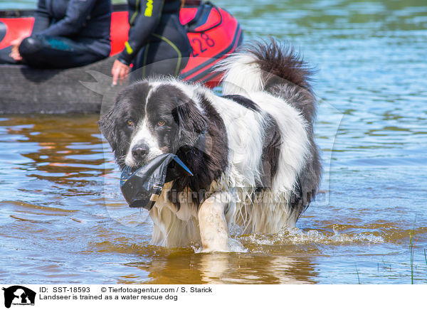 Landseer is trained as a water rescue dog / SST-18593