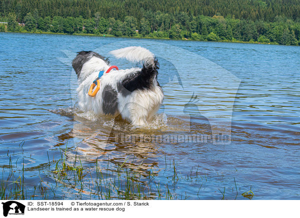 Landseer is trained as a water rescue dog / SST-18594