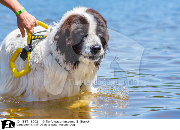 Landseer is trained as a water rescue dog / SST-18602