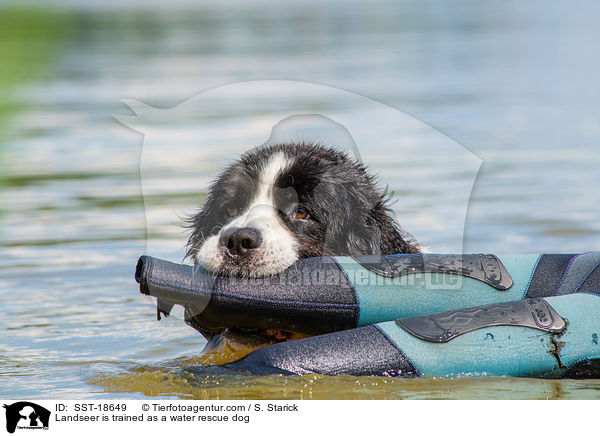 Landseer is trained as a water rescue dog / SST-18649