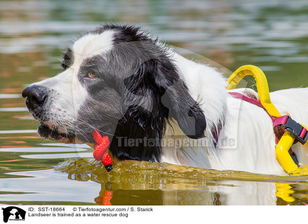 Landseer is trained as a water rescue dog / SST-18664