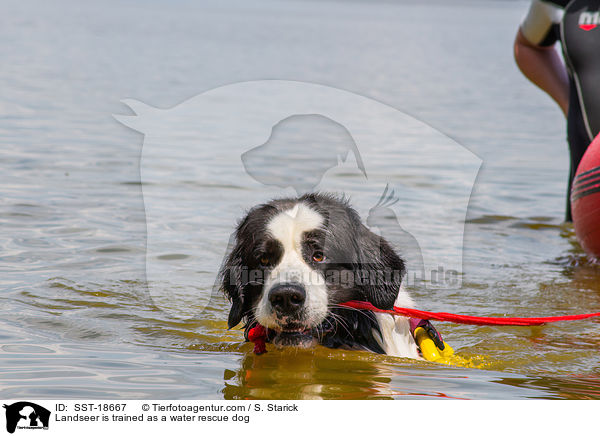 Landseer is trained as a water rescue dog / SST-18667