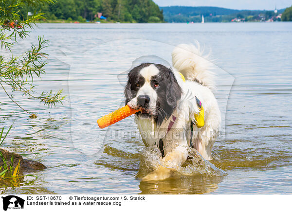 Landseer is trained as a water rescue dog / SST-18670