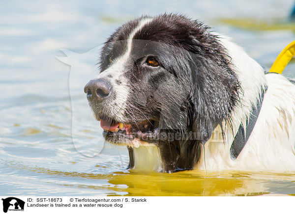 Landseer is trained as a water rescue dog / SST-18673