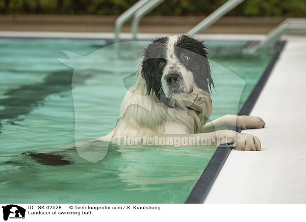 Landseer im Schwimmbad / Landseer at swimming bath / SK-02528