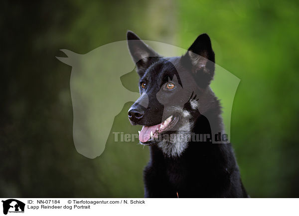 Lapp Reindeer dog Portrait / NN-07184