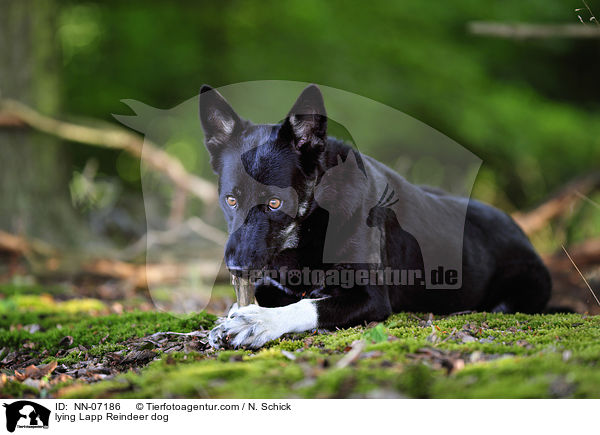 liegender Lapplndischer Rentierhund / lying Lapp Reindeer dog / NN-07186