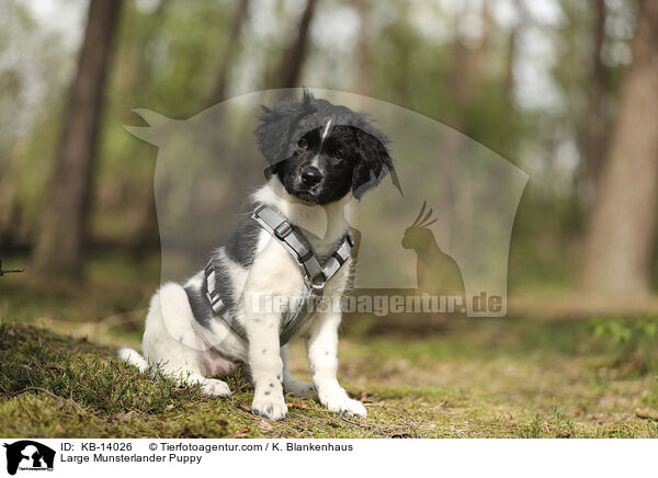 Groer Mnsterlnder Welpe / Large Munsterlander Puppy / KB-14026