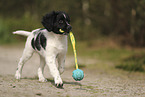 Large Munsterlander Puppy