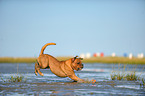 running Leavitt Olde English Bulldog