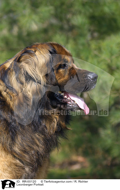 Leonberger Portrait / RR-00120