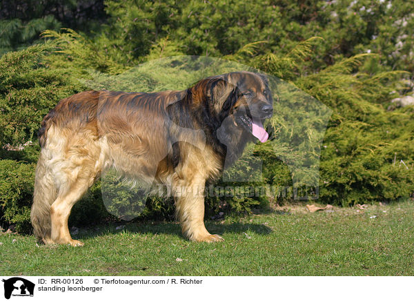 stehender Leonberger / standing leonberger / RR-00126