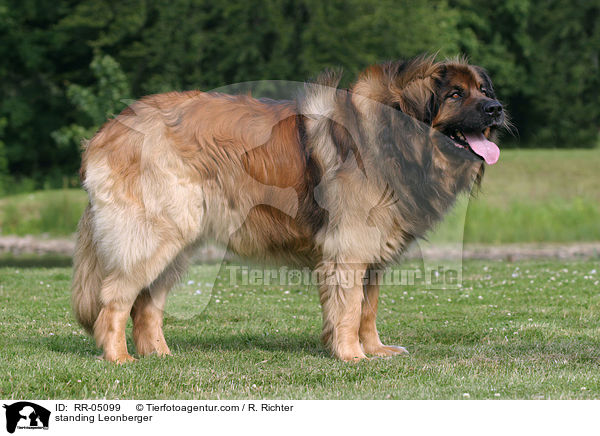 stehender / standing Leonberger / RR-05099