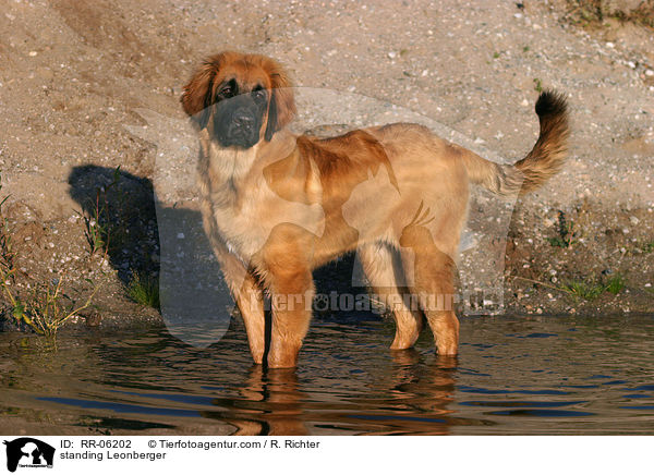 stehender / standing Leonberger / RR-06202