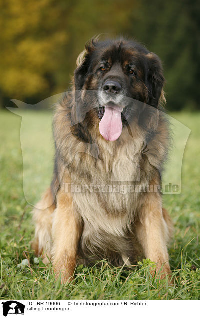 sitzender Leonberger / sitting Leonberger / RR-19006