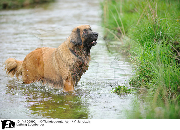 badender Leonberger / bathing Leonberger / YJ-06992