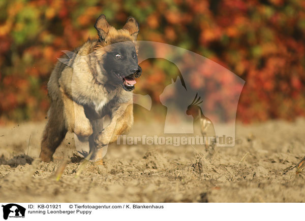 rennender Leonberger Welpe / running Leonberger Puppy / KB-01921