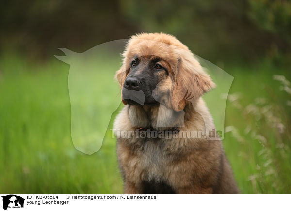 junger Leonberger / young Leonberger / KB-05504