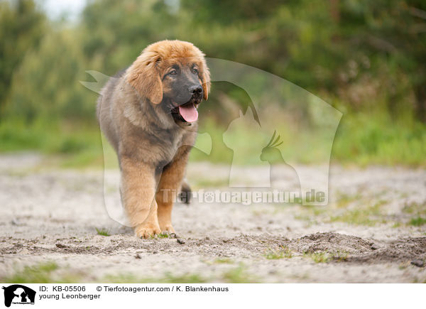 young Leonberger / KB-05506