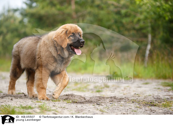 young Leonberger / KB-05507