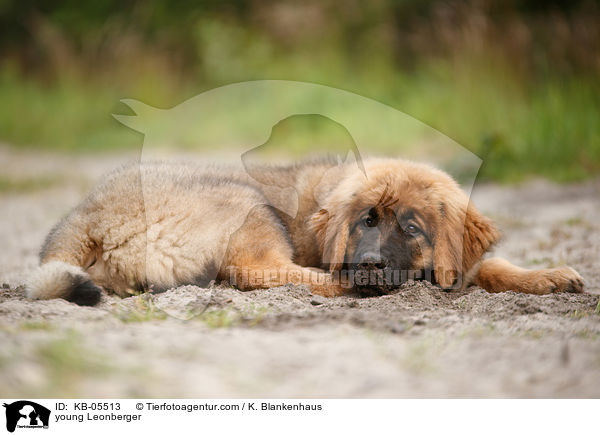 young Leonberger / KB-05513