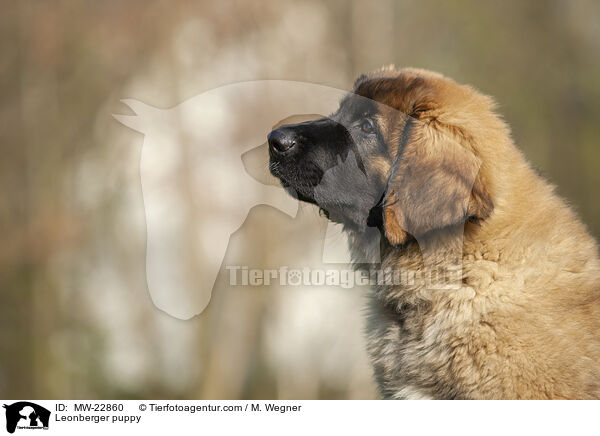 Leonberger Welpe / Leonberger puppy / MW-22860