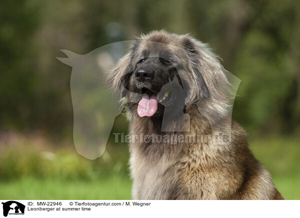 Leonberger im Sommer / Leonberger at summer time / MW-22946