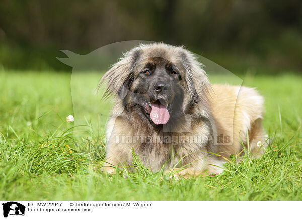 Leonberger at summer time / MW-22947