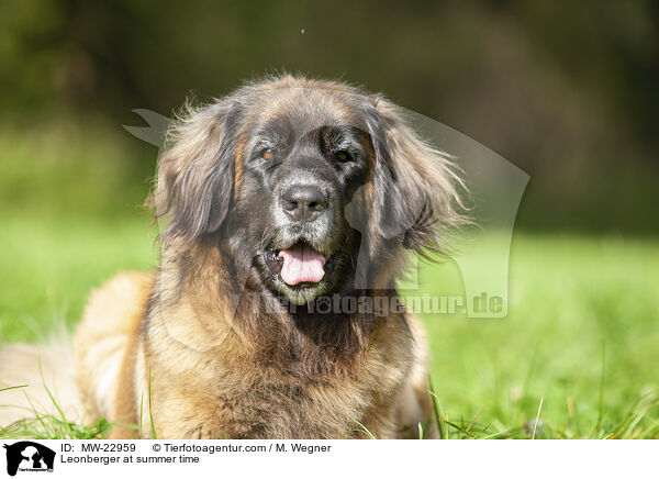 Leonberger at summer time / MW-22959