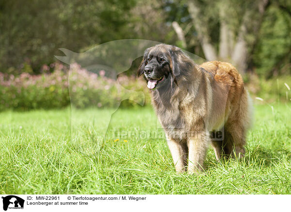 Leonberger at summer time / MW-22961