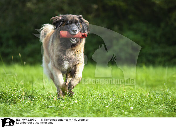 Leonberger at summer time / MW-22970