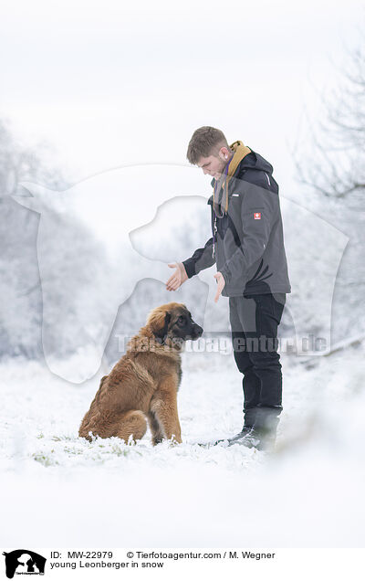 junger Leonberger im Schnee / young Leonberger in snow / MW-22979