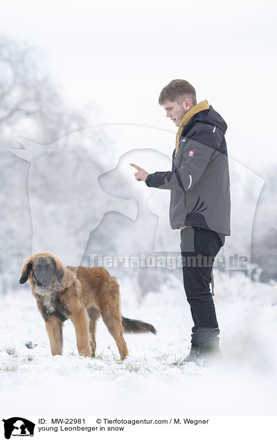 young Leonberger in snow / MW-22981