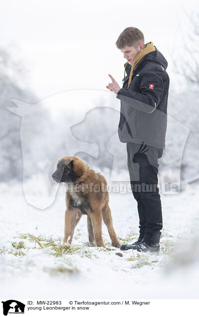 young Leonberger in snow / MW-22983