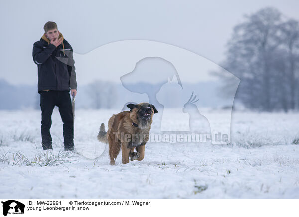 young Leonberger in snow / MW-22991