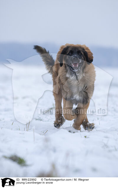 young Leonberger in snow / MW-22992