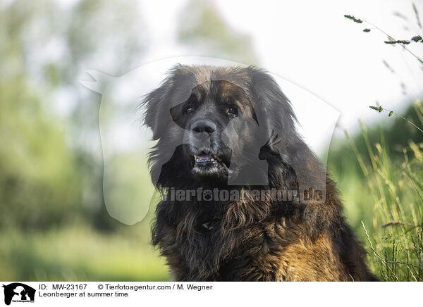 Leonberger at summer time / MW-23167