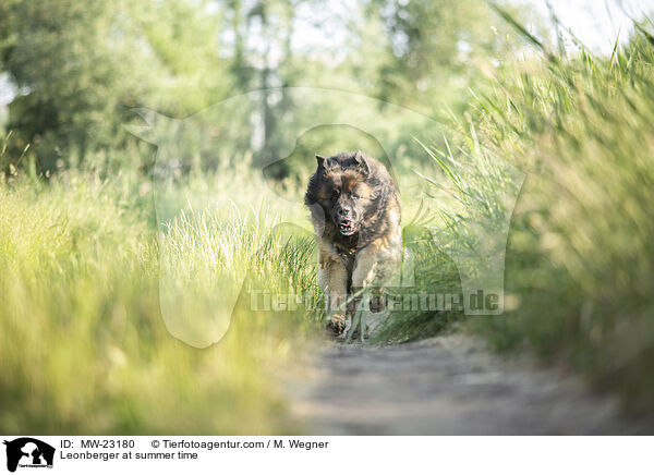 Leonberger at summer time / MW-23180