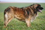 standing Leonberger