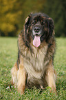 sitting Leonberger