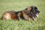 lying Leonberger