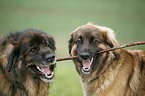 Leonberger Portrait