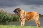 Leonberger